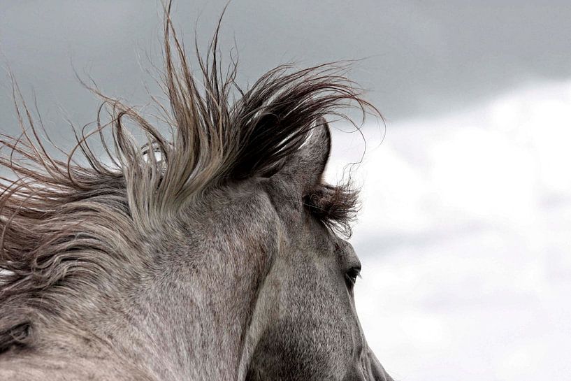 Lusitano Hengst von Wybrich Warns