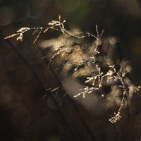 Sunrise in the meadow