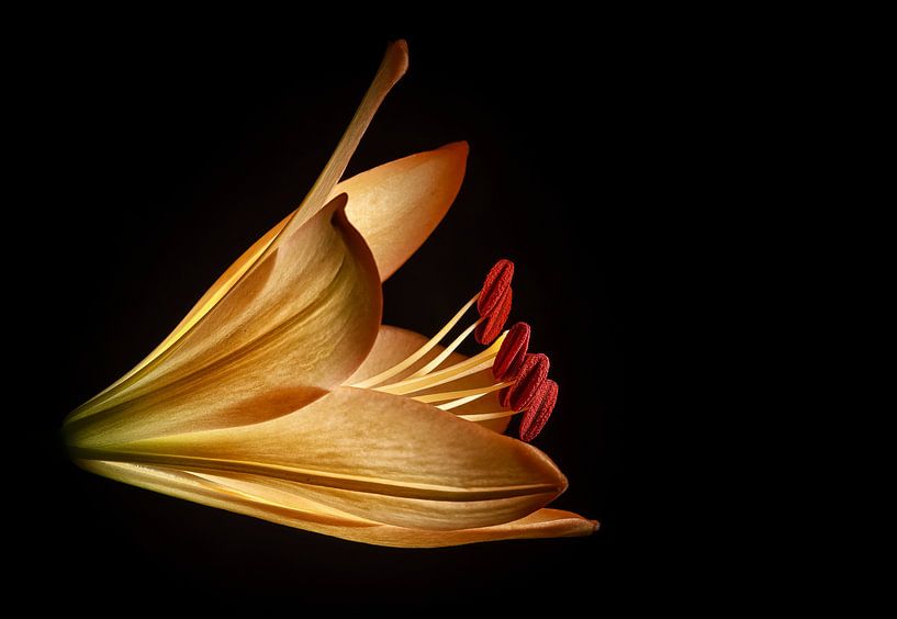 Lily by Willem  Bentink