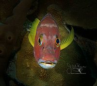 Snapper Smile, Bonaire