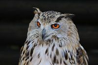 Europese Oehoe (Bubo Bubo)