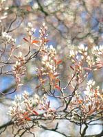 Beautiful blossom soft and white but very powerful