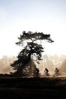 Cyclistes par une matinée ensoleillée