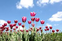 Red tulips
