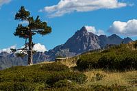 Einsamer Baum in Berglandschaft