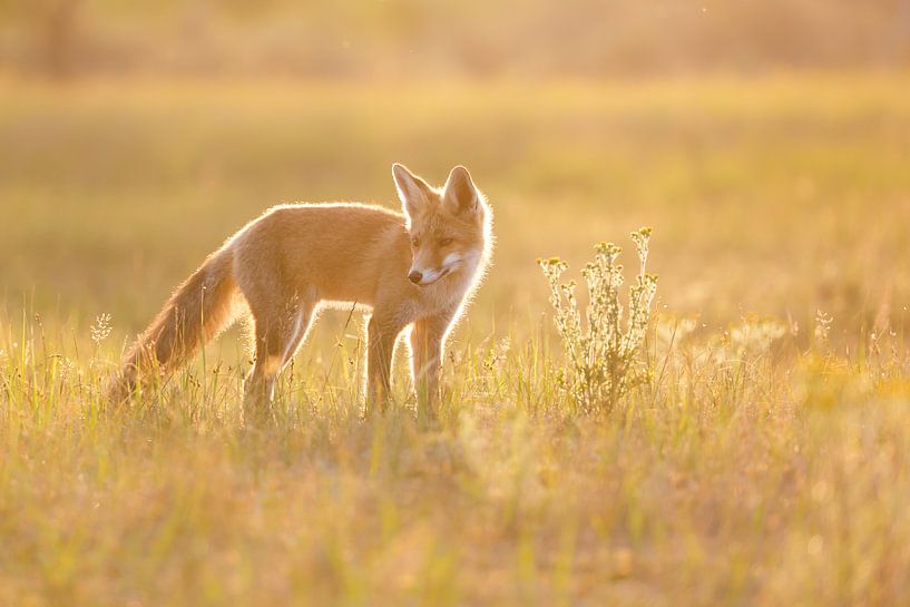 Goldenes Licht von Pim Leijen