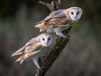 Hiboux dans un arbre