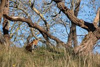 Fuchs in freier Wildbahn