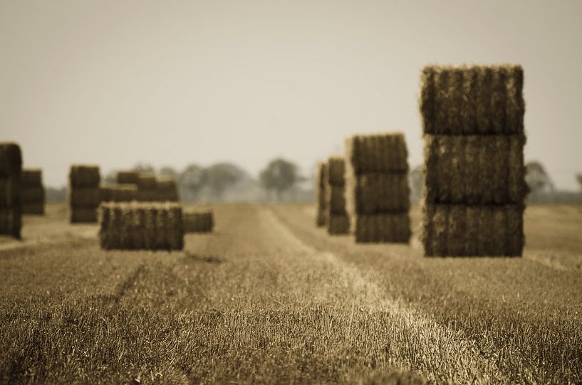 Abgeschnitten von der Welt von Dick Nieswaag