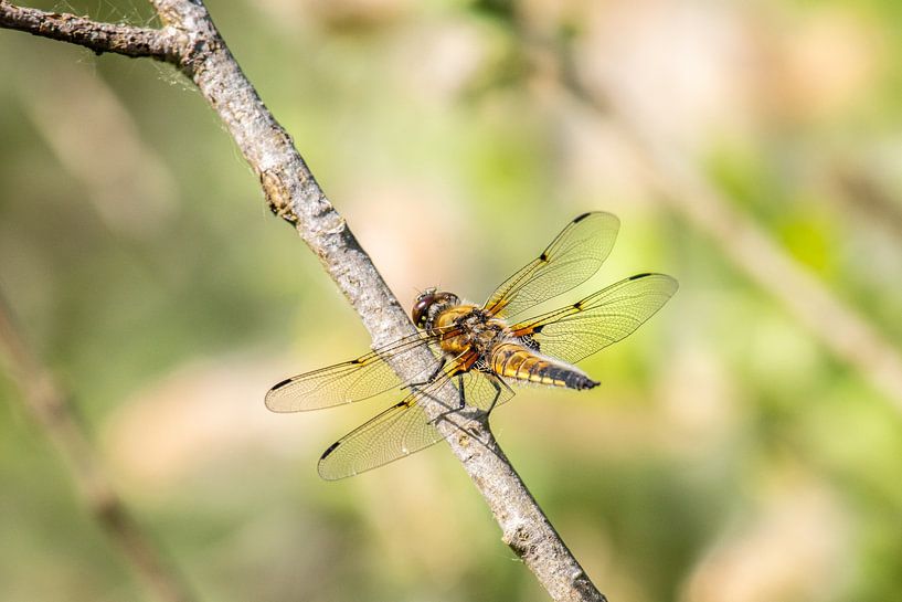 Goldlibelle in Nahaufnahme von Brian Morgan