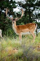 Fallow deer looks into the camera