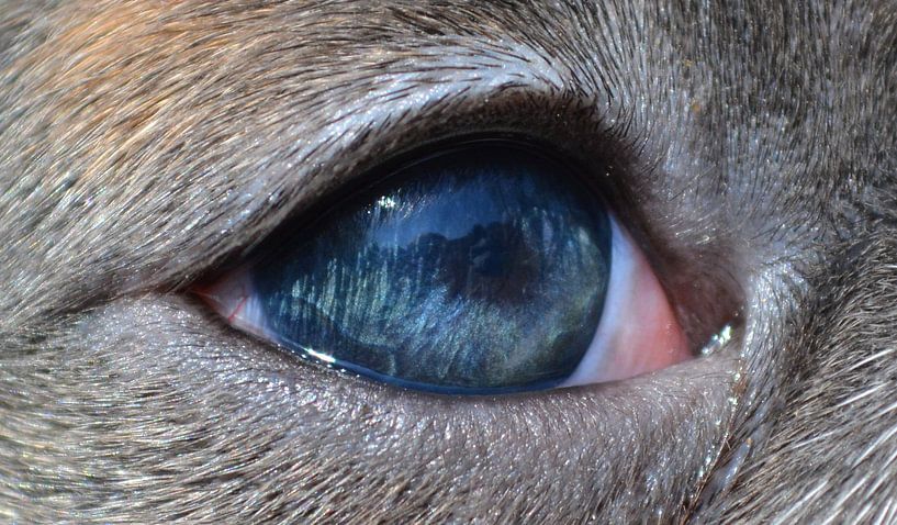 Puppy eye by Rebel Bully's