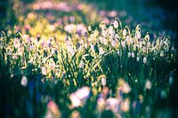 Sneeuwklokjes tussen krokussen