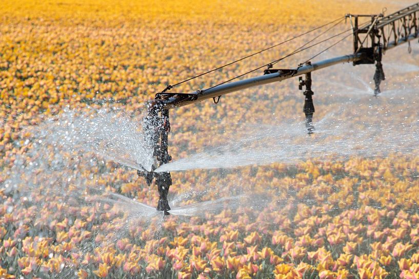 Tulpen auf einem mit einer landwirtschaftlichen Spritze besprühten Feld von W J Kok