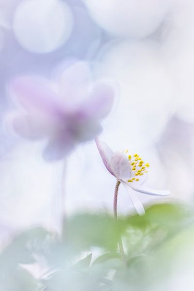 A Sunny Smile von Bob Daalder