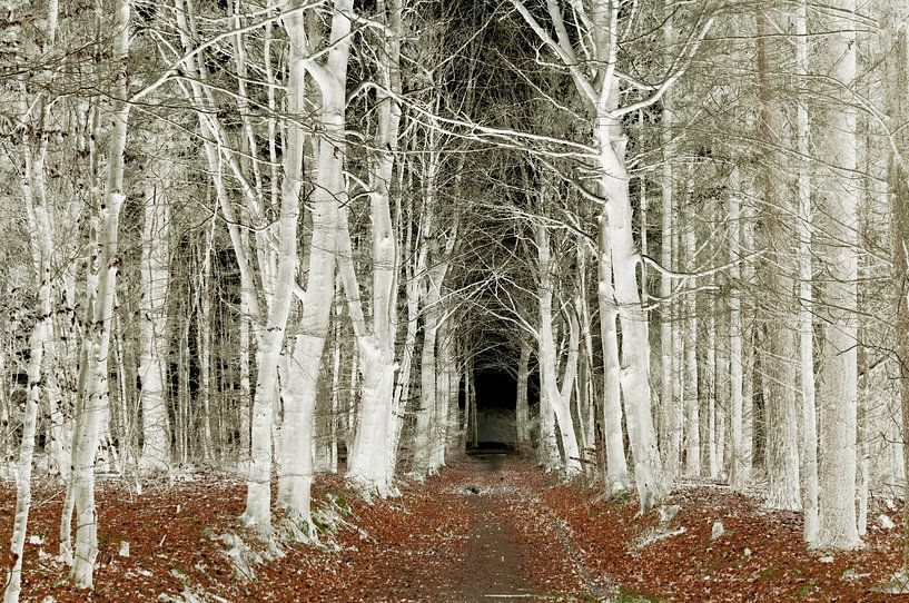 Arbres d'argent par Corinne Welp