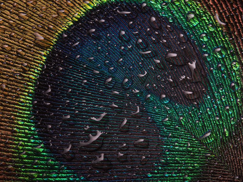 Close-up of the blue of a peacock feather by Marjolijn van den Berg