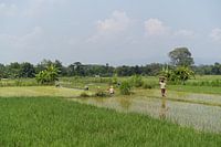 Travailler dans les rizières Java