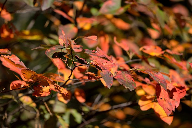 herfstbladeren par Petra De Jonge