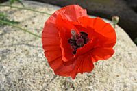 Roter Mohn in voller Blüte