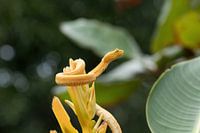 Yellow eyelash palm pitviper, Costa Rica
