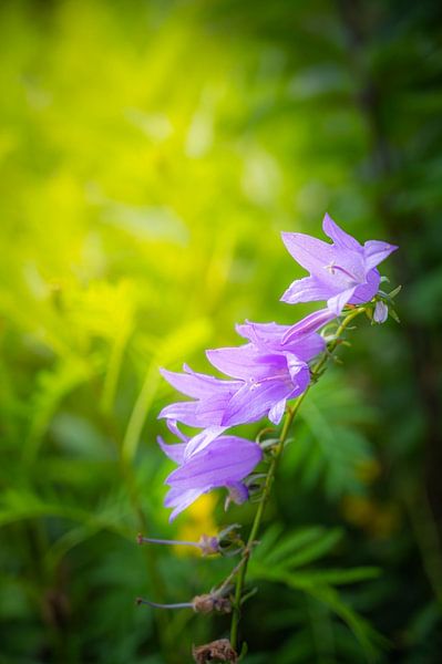 Purple flower by Alvin Aarnoutse