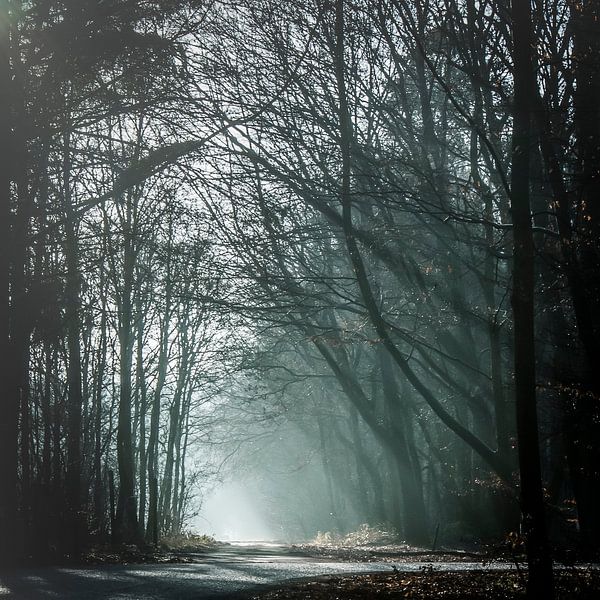 Licht im Wald von Freddy Hoevers