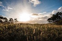 Dunes de Zélande - Westerschouwen