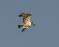 Osprey with prey flying in the sky