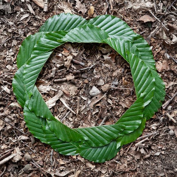 Blattkreis von Casper Zuidwijk