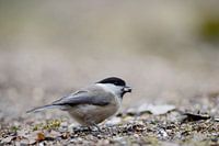 Zwartkop met zonnebloempit