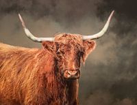 Schottischer Highlander