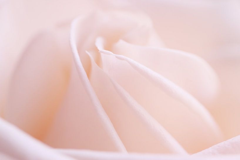 Rosenträume von LHJB Photography