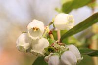 Nouvelles fleurs de myrtilles fraîches