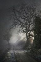 Niedriges Winterlicht