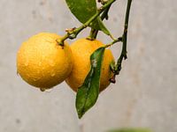 Des citrons sur l'arbre sous la pluie