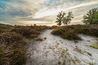 Morning glow over the blooming Kampina