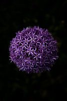 Purple flower on black background