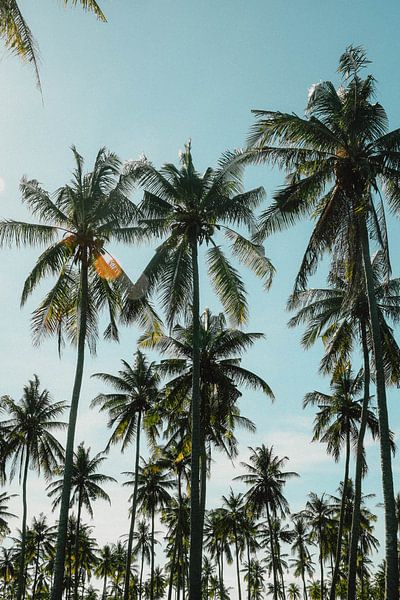 Forêt de palmiers | photographie de voyage | Lombok Indonésie par Kimberley Jekel