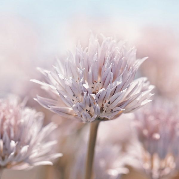 Fleur de ciboulette , Allium par Violetta Honkisz