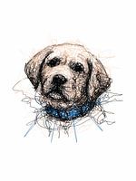 Porträt eines Hundes