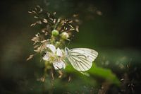 Blanc moins veiné sur une fleur dans une herbe haute