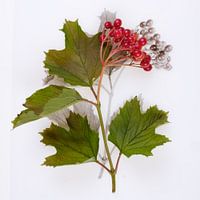 Botanica VI Viburnum