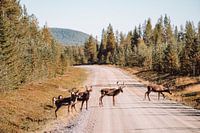 Crossing reindeer in Swedish Lapland