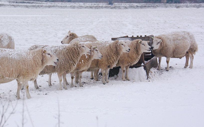 Texel im Schnee von Peter Schoo - Natuur & Landschap