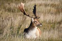 Damhirsche ruhen sich in der Sonne aus.