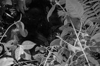 Bébé gorille, Ouganda, noir et blanc