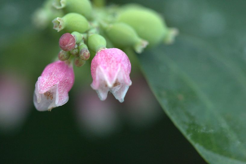 Bloem von Eric Verhoeven