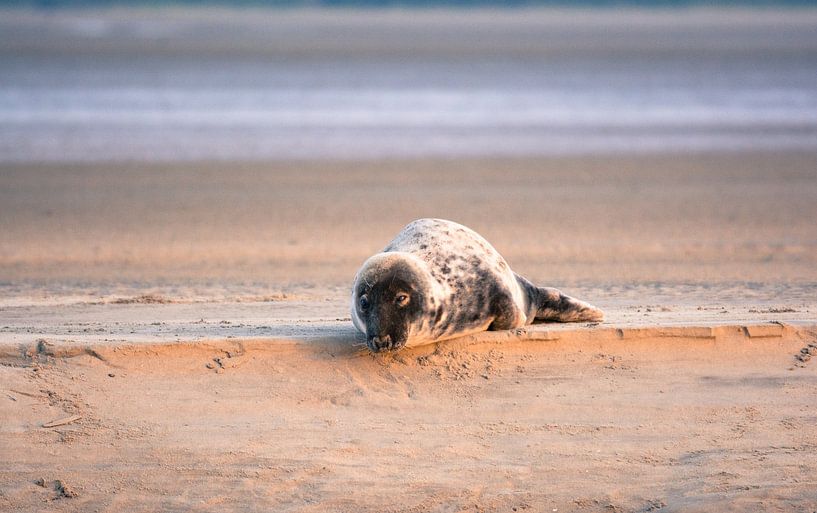 Seal in the setting sun by Marian Sintemaartensdijk