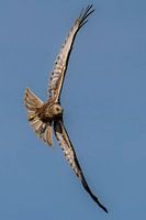 Marsh harrier in flight - 2